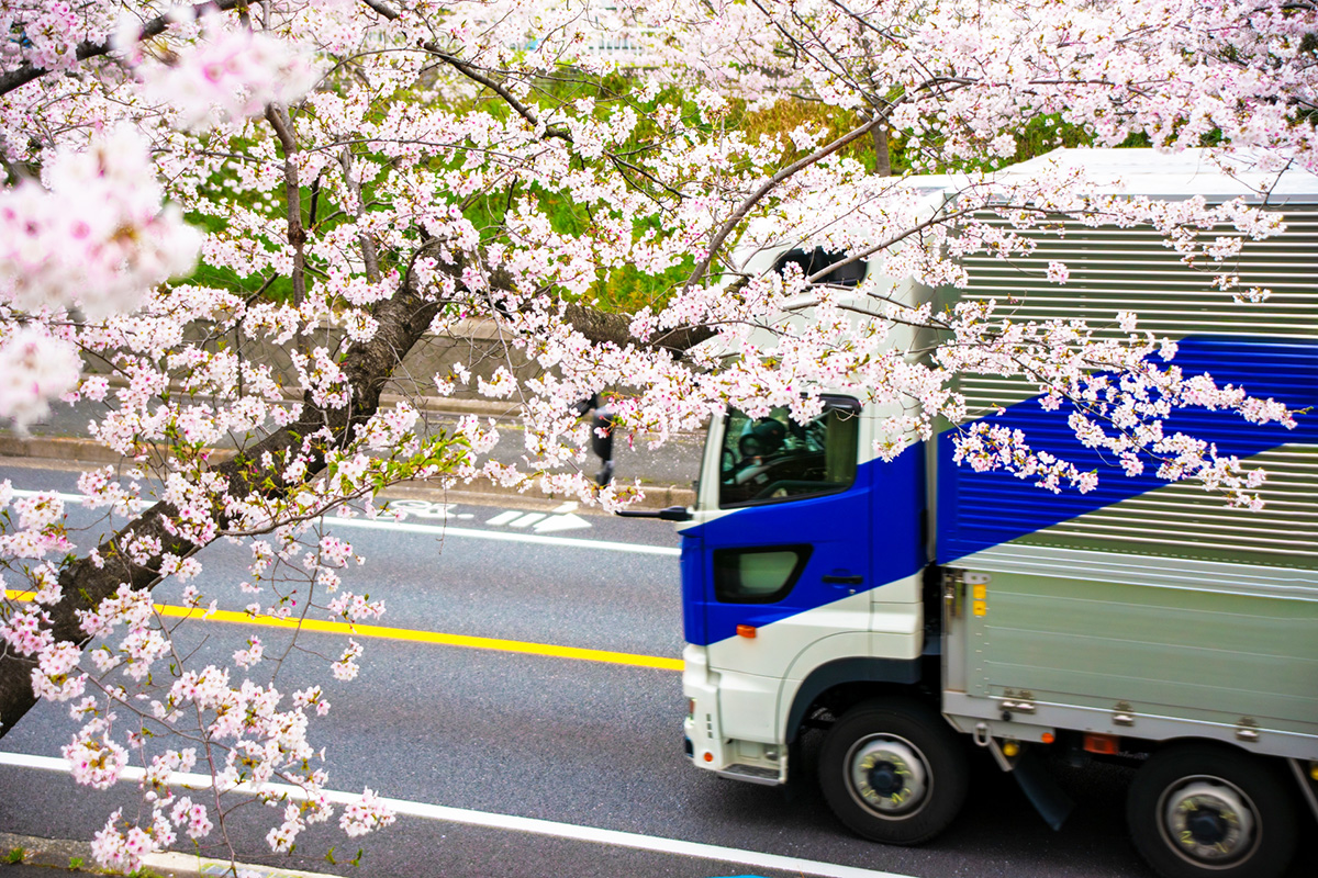 桜とトラック